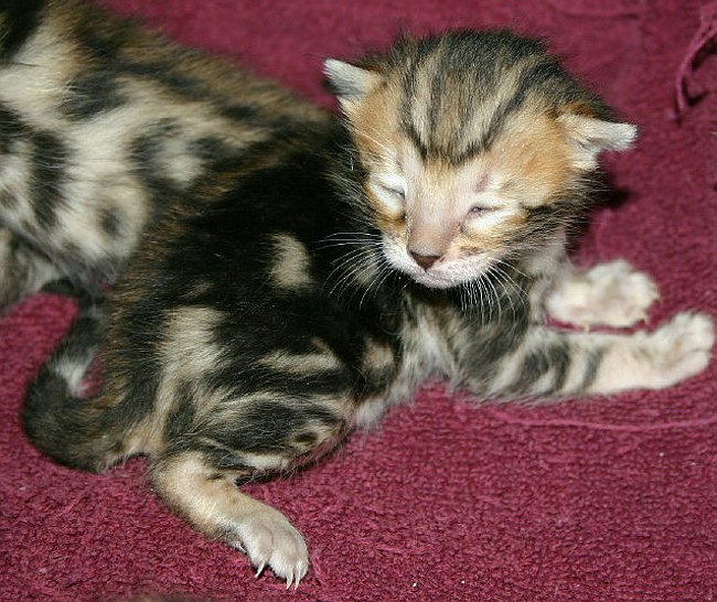 July 27 Marble Boy a1